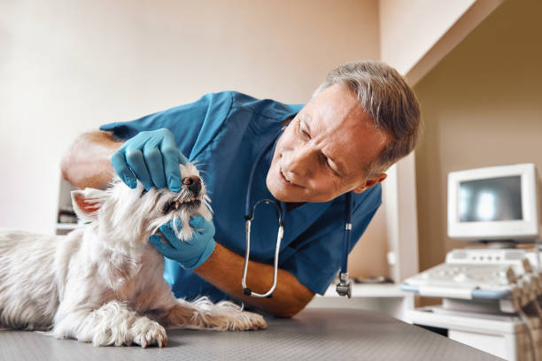 Best Emergency Dentist for Special Needs Patients in Maxwell, CA